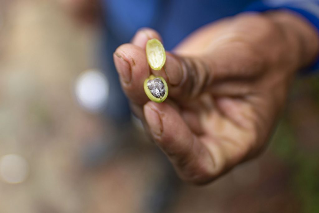Un hombre sostiene una semilla de cardamomo, en Cerro Azul. Fotografía: Carlos Alonzo.